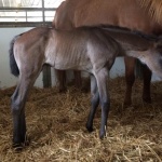 INVITE THESE IRONS - Colt out of Thats My Invitation (Owner: Seaside Farm LP)